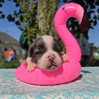 Liberty, a female Olde English Bulldogge for sale in Carey, OH – 4 of 5