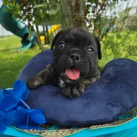 Howard, a male Olde English Bulldogge for sale in Carey, OH – 3 of 6