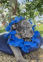 Marshall, a male Olde English Bulldogge for sale in Carey, OH – 3 of 10