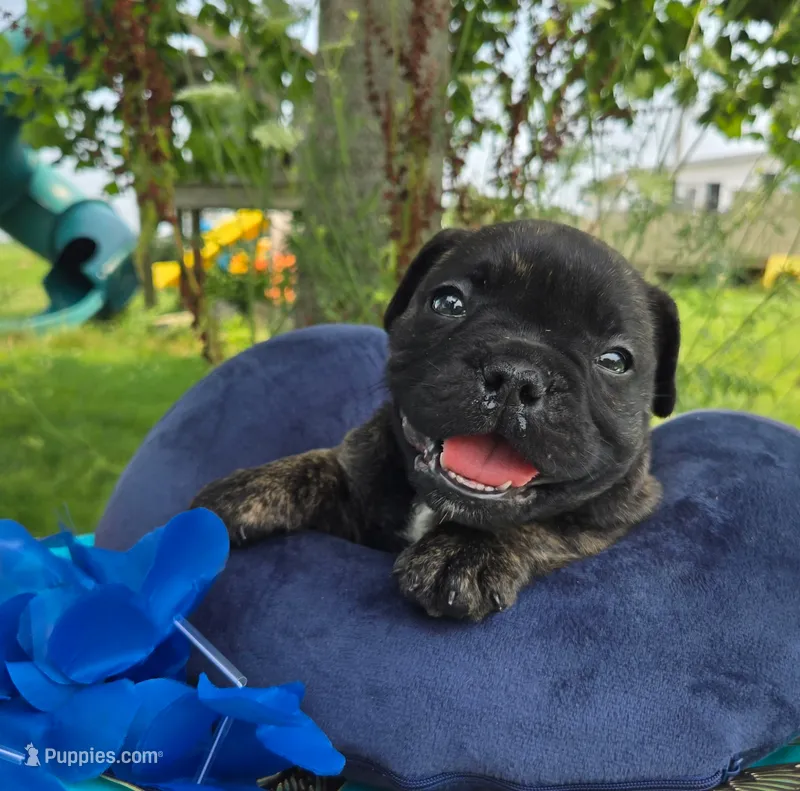 Howard – Olde English Bulldogge puppy for sale in Carey, OH