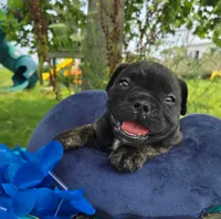 Howard, a male Olde English Bulldogge for sale in Carey, OH – 1 of 6