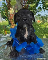 Dennis, a male Olde English Bulldogge for sale in Carey, OH – 2 of 6