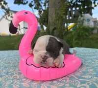 Skye, a female Olde English Bulldogge for sale in Carey, OH – 5 of 5
