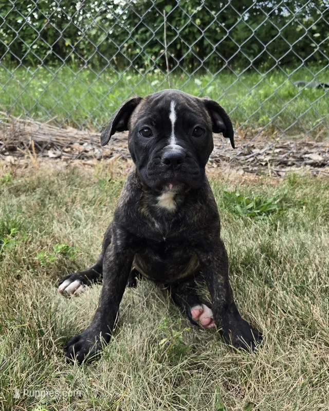 Olivia – American Bulldog puppy for sale in Carey, OH