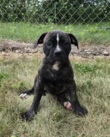 Olivia, a female American Bulldog for sale in Carey, OH – 2 of 10