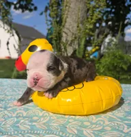 Rocky, a male Olde English Bulldogge for sale in Carey, OH – 3 of 5