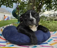 Trixie, a female Olde English Bulldogge for sale in Carey, OH – 3 of 10