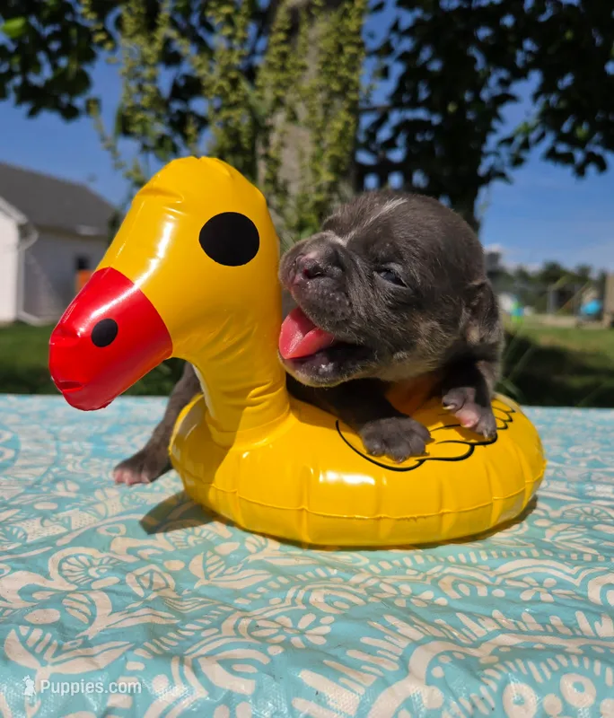 Ryder – Olde English Bulldogge puppy for sale in Carey, OH