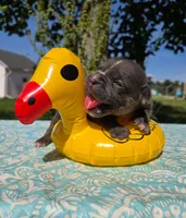 Ryder, a male Olde English Bulldogge for sale in Carey, OH – 1 of 6