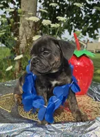Porter, a male Olde English Bulldogge for sale in Carey, OH – 3 of 10