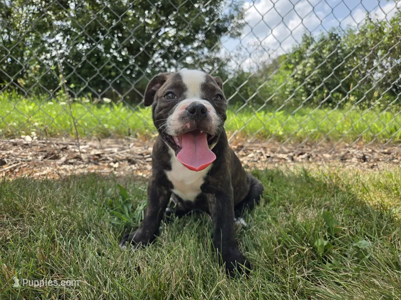 Henry – Olde English Bulldogge puppy for sale in Carey, OH