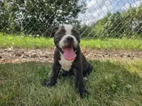 Henry, a male Olde English Bulldogge for sale in Carey, OH – 1 of 10
