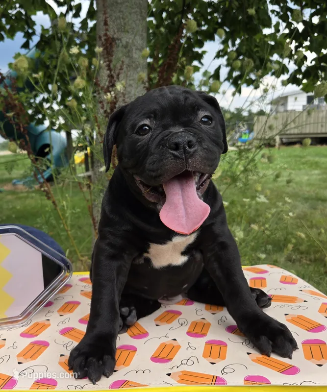 Woody – Olde English Bulldogge puppy for sale in Carey, OH