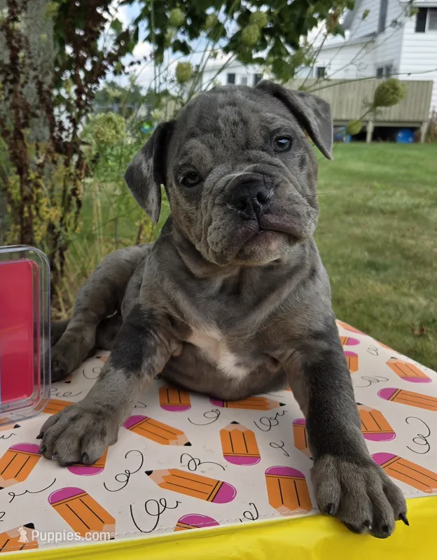 Zuma – Olde English Bulldogge puppy for sale in Carey, OH