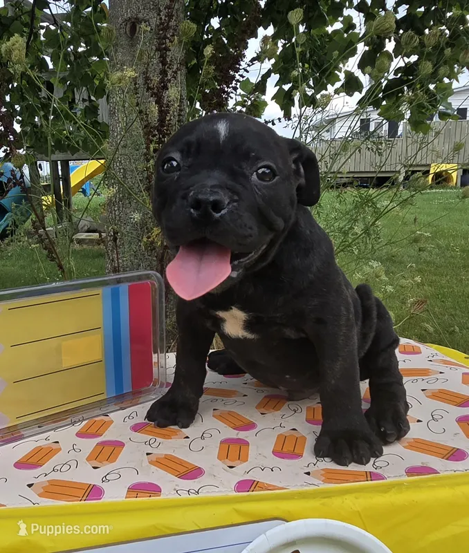 Dennis – Olde English Bulldogge puppy for sale in Carey, OH