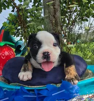 Ed, a male Olde English Bulldogge for sale in Carey, OH – 7 of 7
