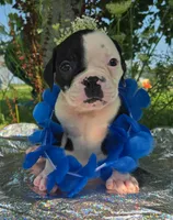 Joey, a male Olde English Bulldogge for sale in Carey, OH – 2 of 7