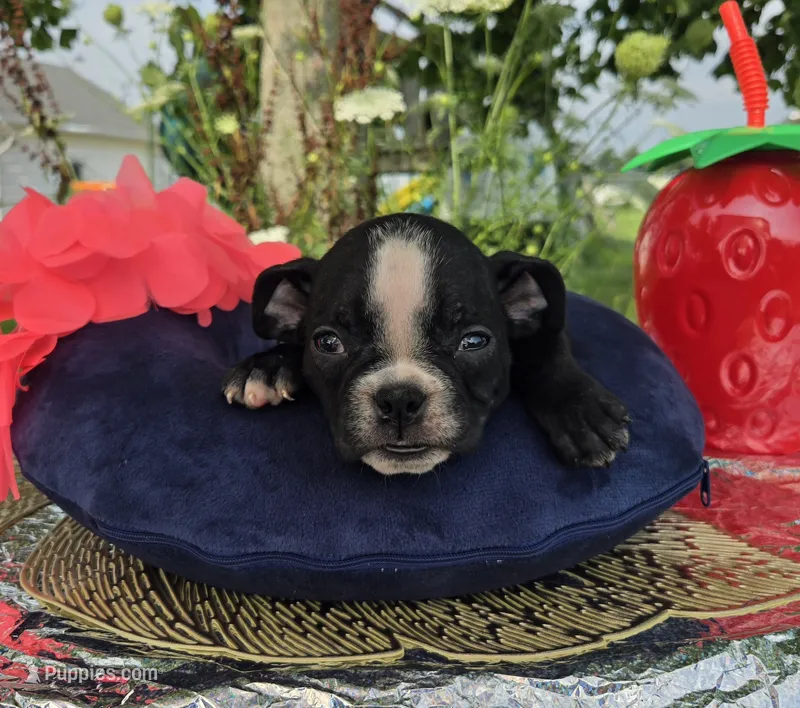 Jessie – Olde English Bulldogge puppy for sale in Carey, OH