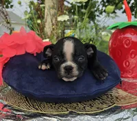 Jessie, a female Olde English Bulldogge for sale in Carey, OH – 1 of 10