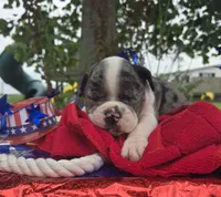 Liberty, a female Olde English Bulldogge for sale in Carey, OH – 6 of 10