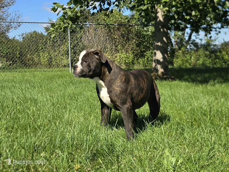 Henry – Olde English Bulldogge puppy for sale in Carey, OH