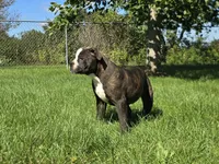 Henry, a male Olde English Bulldogge for sale in Carey, OH – 3 of 9