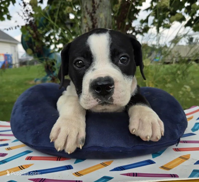 Alice – Olde English Bulldogge puppy for sale in Carey, OH