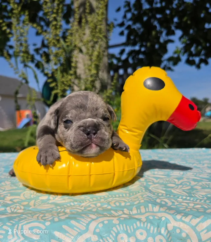 Zuma – Olde English Bulldogge puppy for sale in Carey, OH