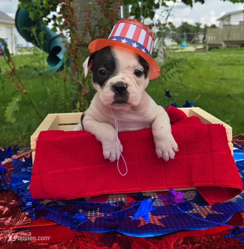 Bonnie – Olde English Bulldogge puppy for sale in Carey, OH