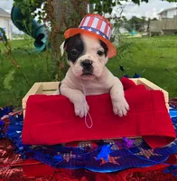 Bonnie, a female Olde English Bulldogge for sale in Carey, OH – 1 of 10
