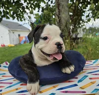 Alice, a male Olde English Bulldogge for sale in Carey, OH – 6 of 10