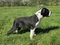 Margaret, a female Olde English Bulldogge for sale in Carey, OH – 2 of 10