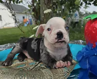 Rocky, a male Olde English Bulldogge for sale in Carey, OH – 4 of 10