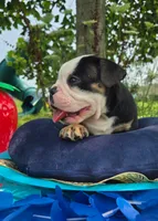 James, a male Olde English Bulldogge for sale in Carey, OH – 4 of 7
