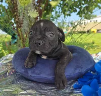 George, a male Olde English Bulldogge for sale in Carey, OH – 3 of 6