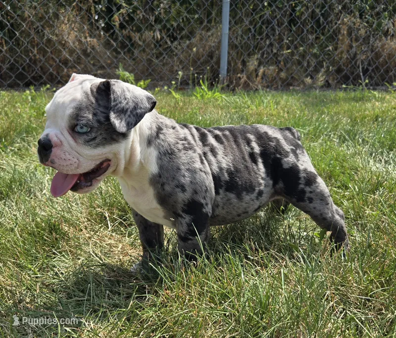 Rocky – Olde English Bulldogge puppy for sale in Carey, OH