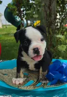 Ed, a male Olde English Bulldogge for sale in Carey, OH – 5 of 7