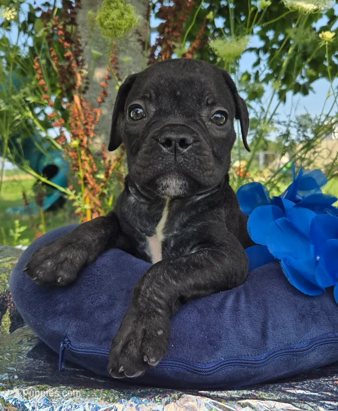 Dennis – Olde English Bulldogge puppy for sale in Carey, OH