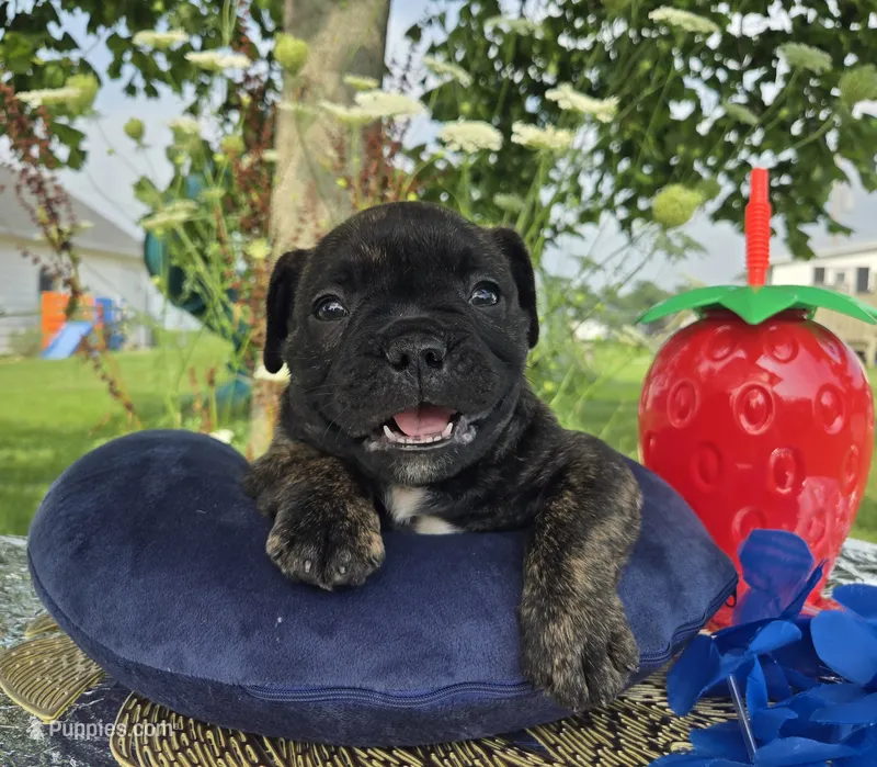 Howard – Olde English Bulldogge puppy for sale in Carey, OH
