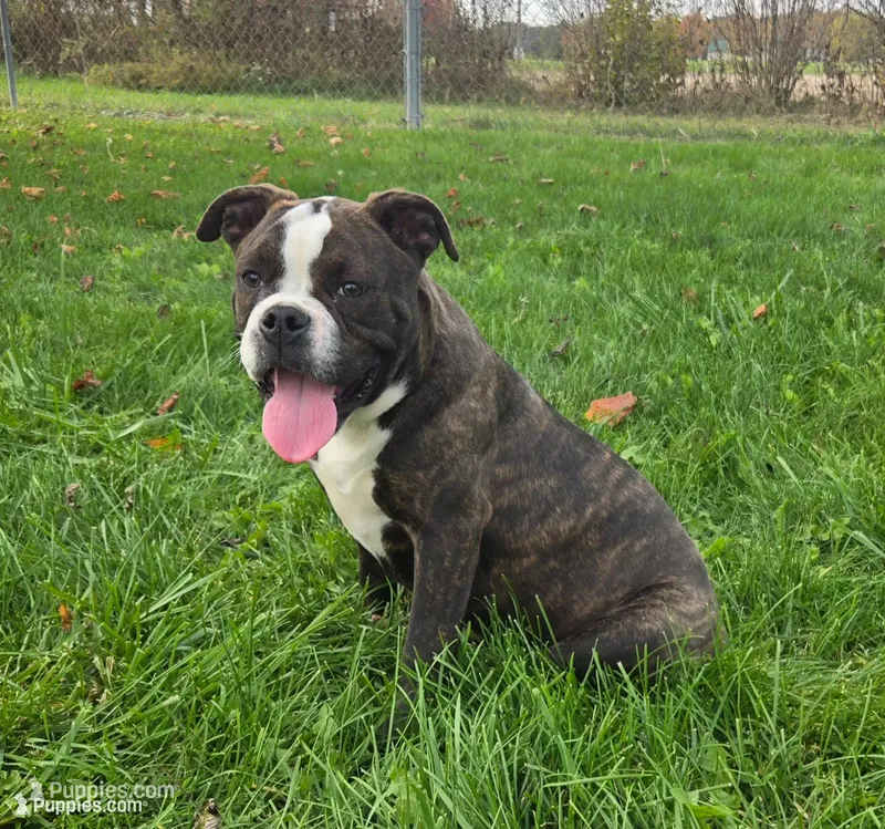 Henry – Olde English Bulldogge puppy for sale in Carey, OH