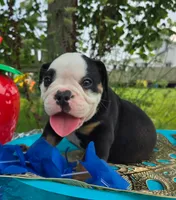 James, a male Olde English Bulldogge for sale in Carey, OH – 5 of 7