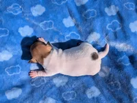 Ranger, a male Jack Russell Terrier for sale in Paulding, OH – 2 of 4