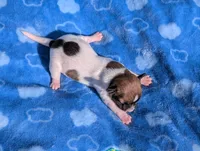 Scout, a male Jack Russell Terrier for sale in Paulding, OH – 2 of 6