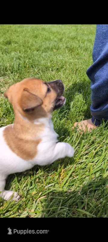 Rosey – Jack Russell Terrier puppy for sale in Paulding, OH