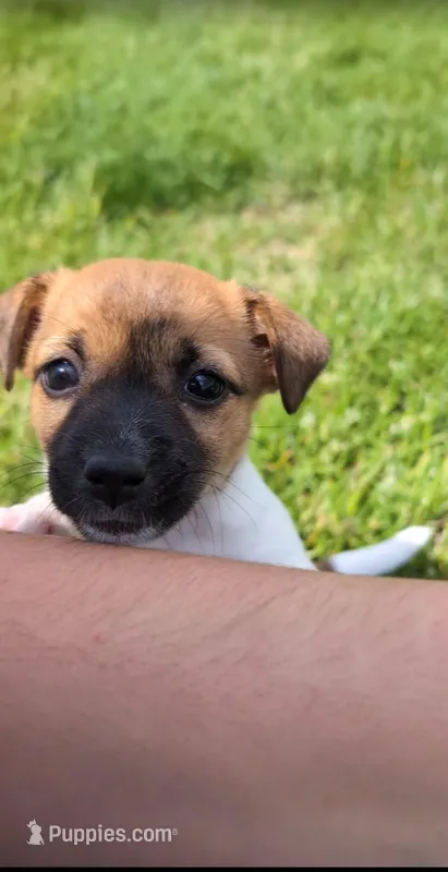 Rosey – Jack Russell Terrier puppy for sale in Paulding, OH