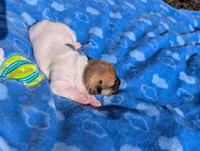 Hunter, a male Jack Russell Terrier for sale in Paulding, OH – 4 of 5