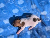 Scout, a male Jack Russell Terrier for sale in Paulding, OH – 5 of 6