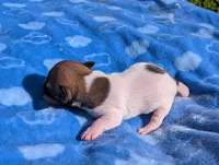 Scout, a male Jack Russell Terrier for sale in Paulding, OH – 4 of 6