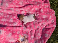Willow, a female Jack Russell Terrier for sale in Paulding, OH – 3 of 6