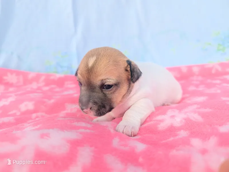 Willow – Jack Russell Terrier puppy for sale in Paulding, OH